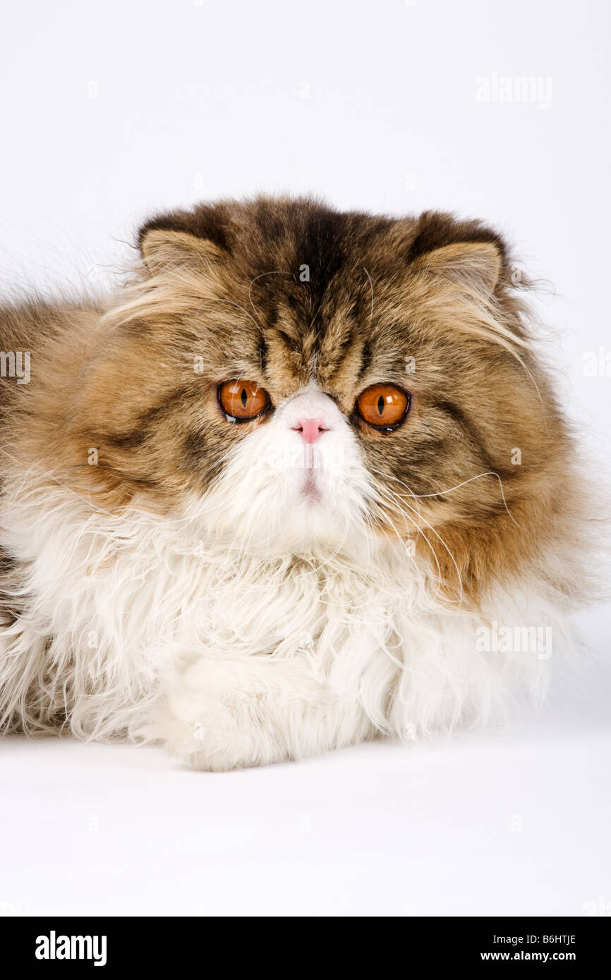 Il gatto domestico persiano Calico Tabby bi color Studio shot contro il retro bianco massa Foto Stock