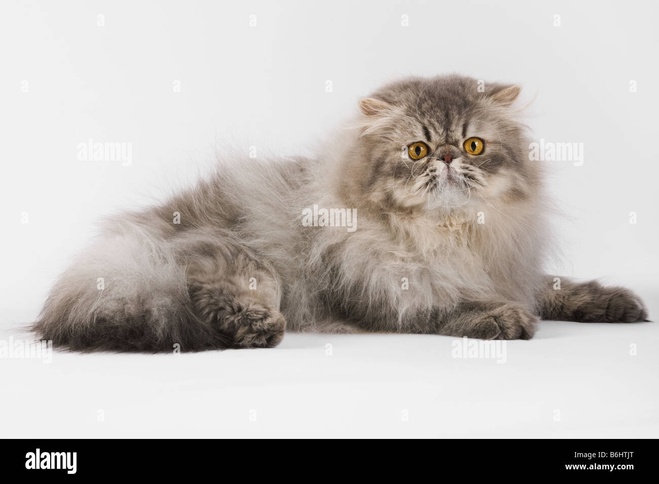 Il gatto domestico Blue Spotted Tabby persiano Studio shot contro uno sfondo bianco Foto Stock