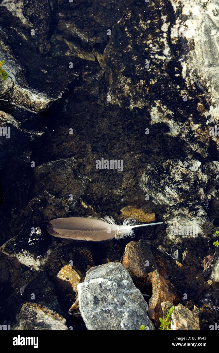 Piuma galleggiante, regione artica Foto Stock