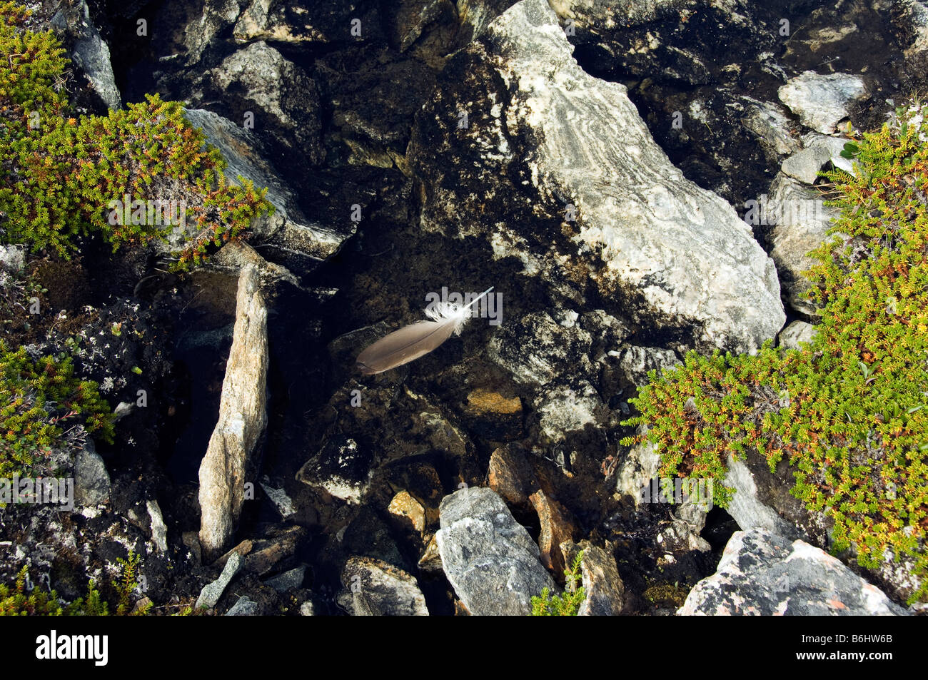 Piuma galleggiante, regione artica Foto Stock