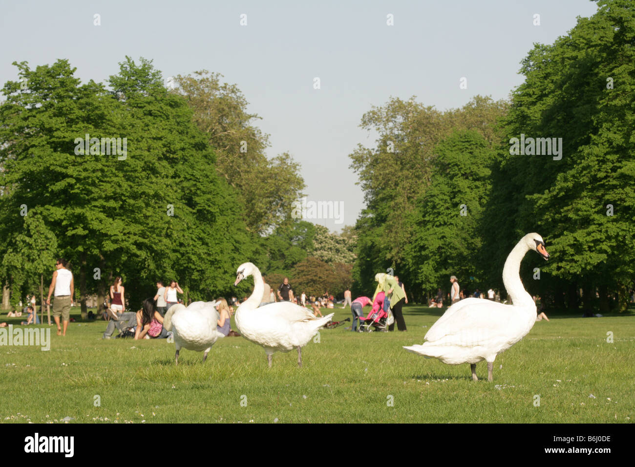 Cigni in campo a Hyde Park, i visitatori in background, London, England, Regno Unito Foto Stock