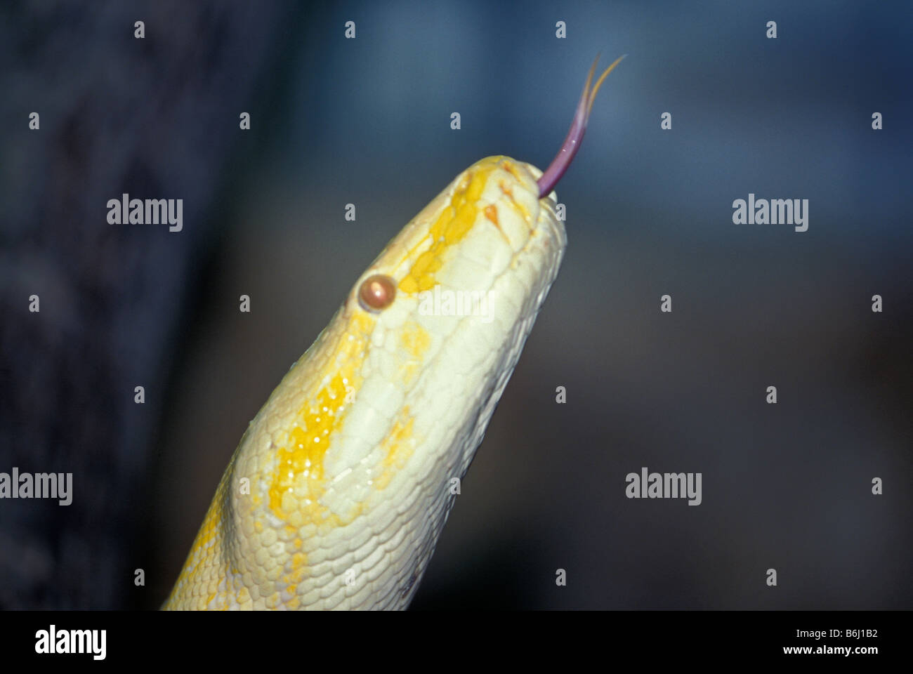 Albino snake con linguetta estesa Foto Stock