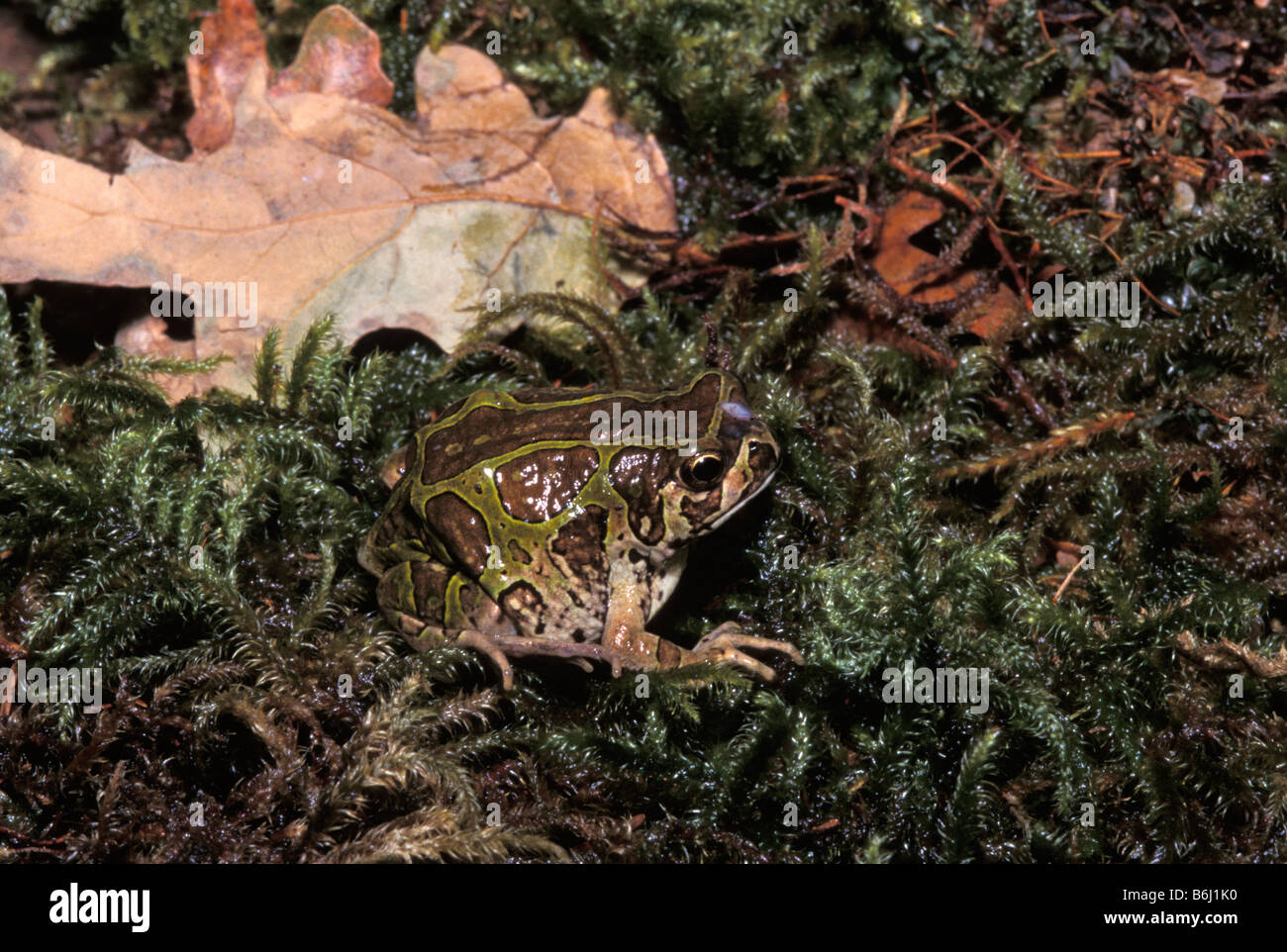 Rana seduto sulla figliata di foglia Foto Stock