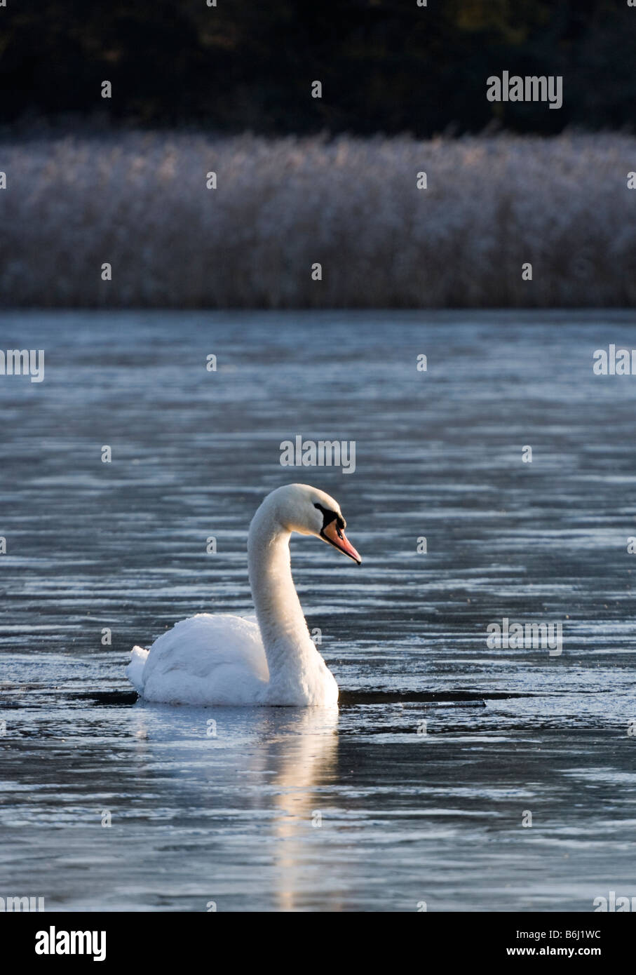 Cigno in completamente congelato sul lago. Frensham Laghetto, REGNO UNITO Foto Stock