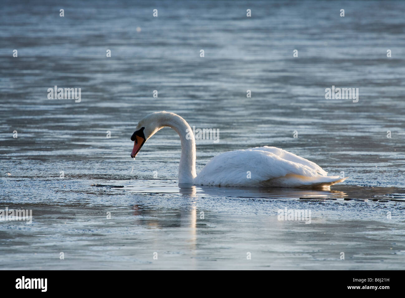 Cigno in completamente congelato sul lago. Frensham Laghetto, REGNO UNITO Foto Stock