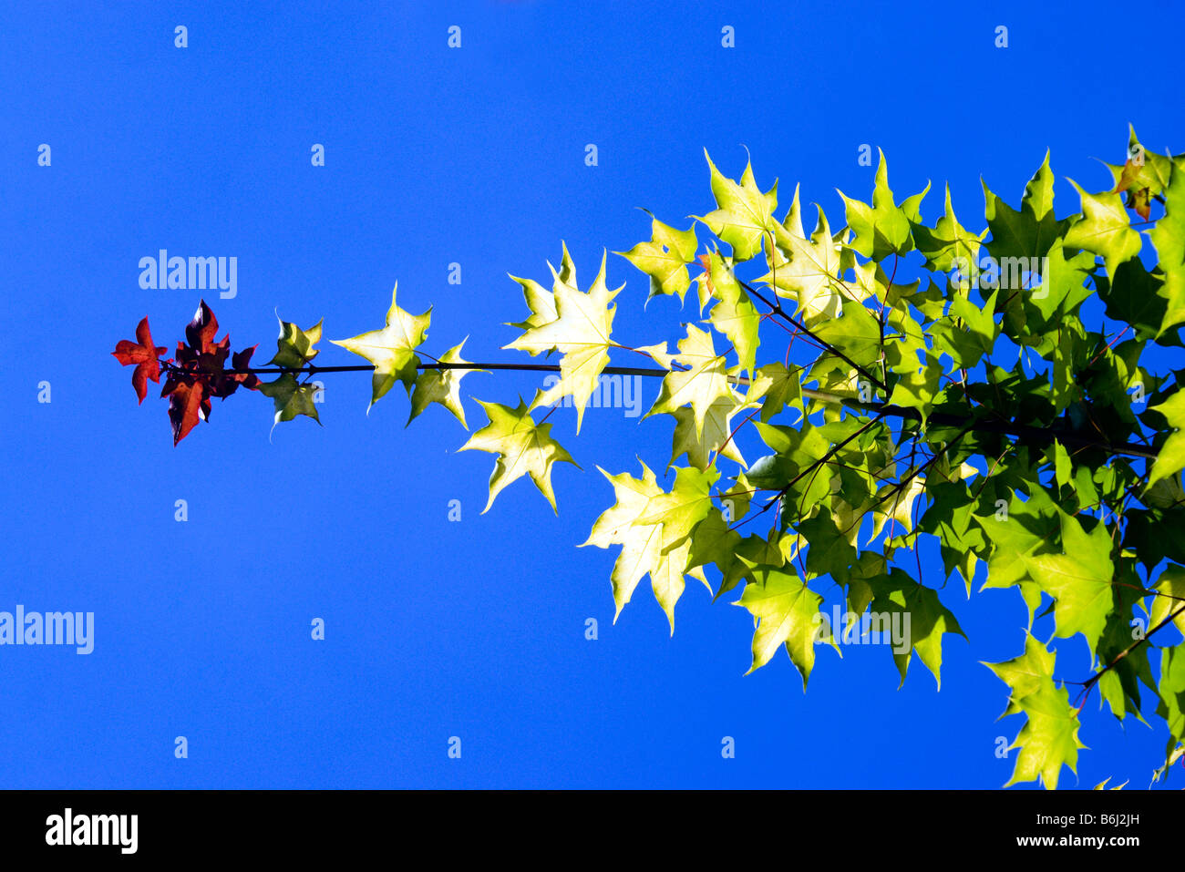 Foglie di acero contro il cielo blu dyffryn gardens St Nicholas Vale of Glamorgan Galles del Sud Foto Stock