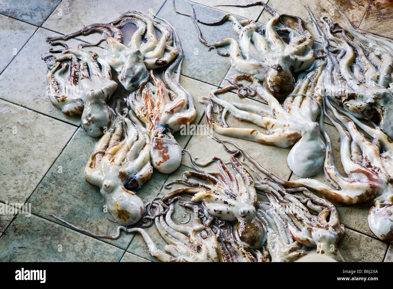 Fresche polpi stabilite per la vendita sul piano del principale mercato del pesce nel maschio (la capitale delle Maldive) Foto Stock