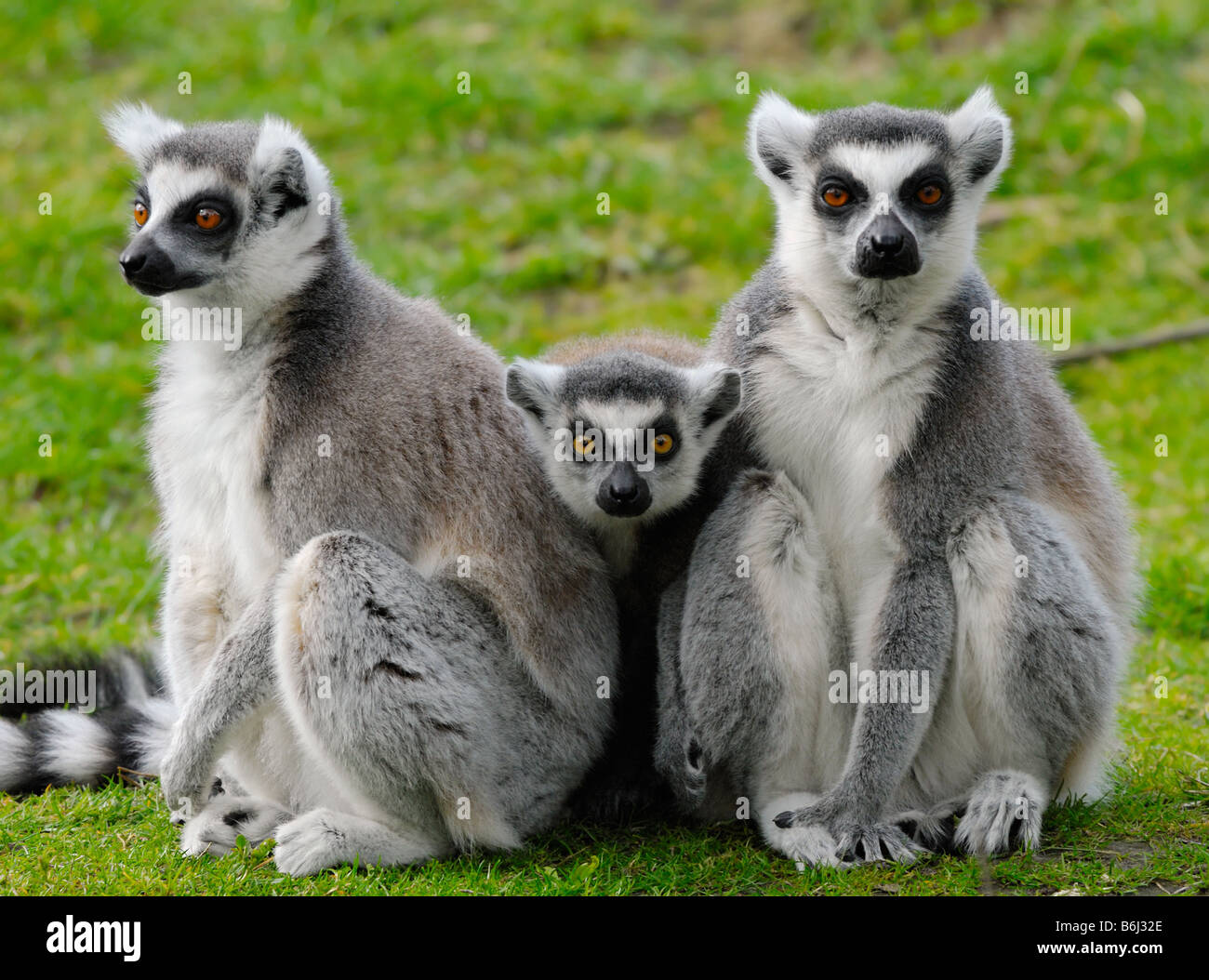 Close up di un anello di cute tailed lemur famiglia Foto Stock
