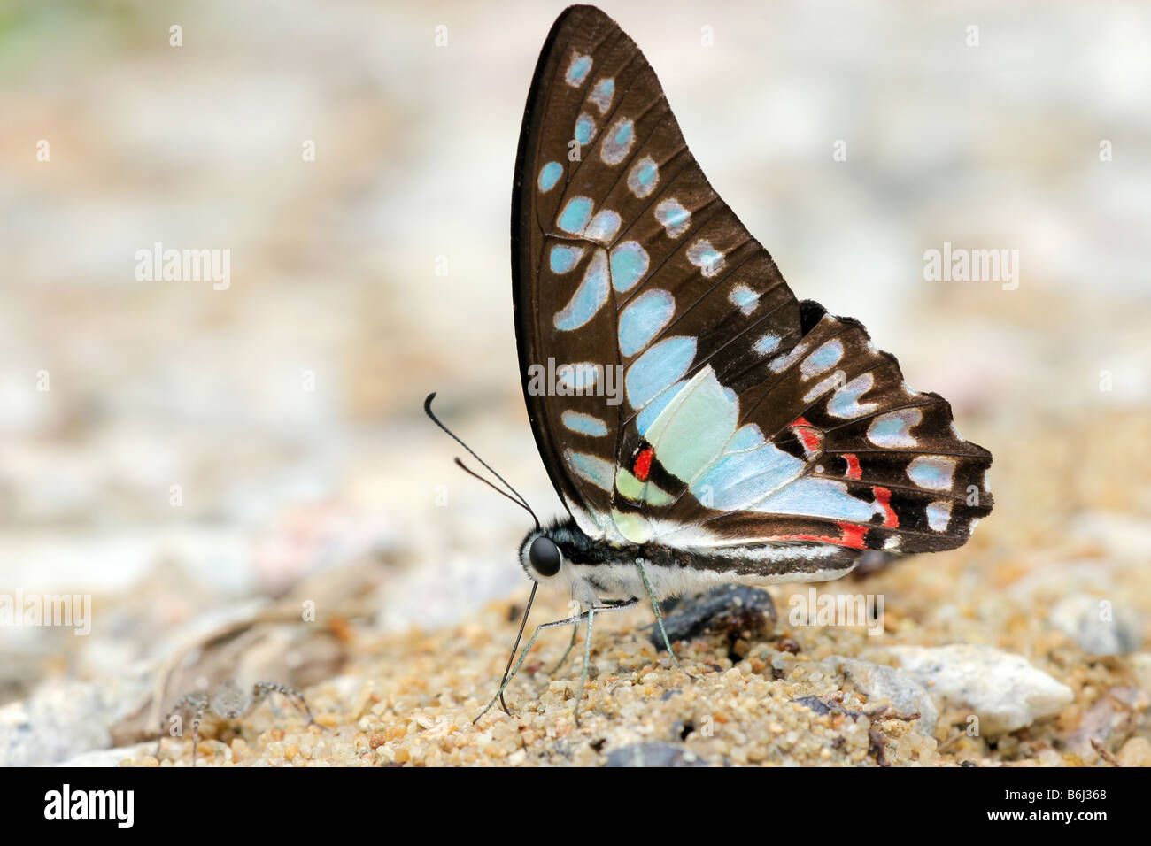 Comune di Jay butterfly (Graphium doson) sul suolo, Taman Negara national park, Malaysia Foto Stock