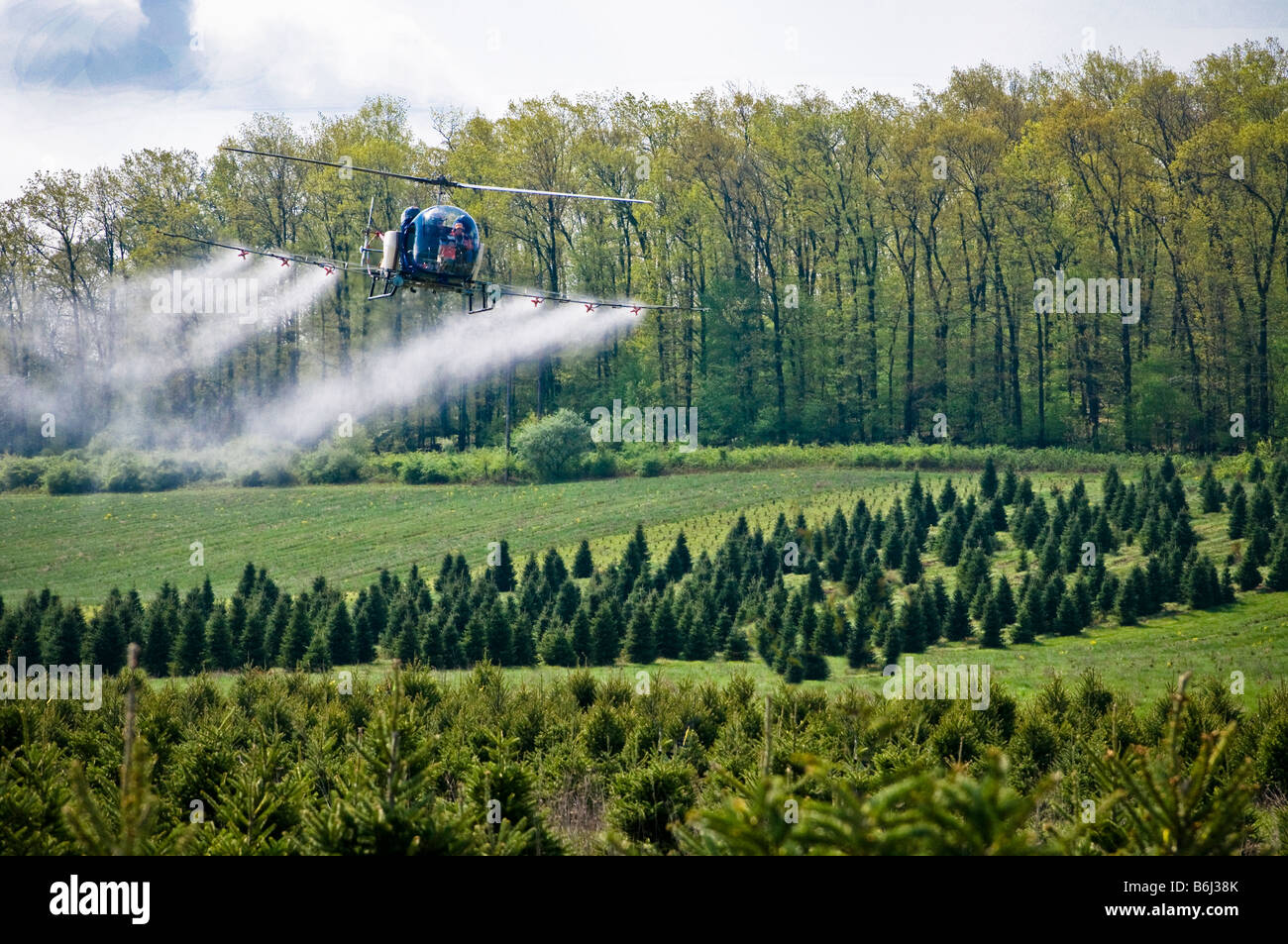 Bassa battenti elicottero SPRAY ANTIPARASSITARIO chimico su tree farm foresta. Foto Stock