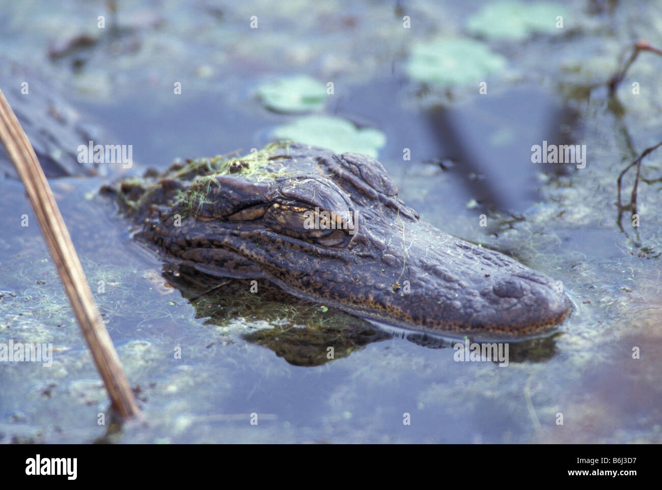 Giovani del coccodrillo americano in acqua Foto Stock