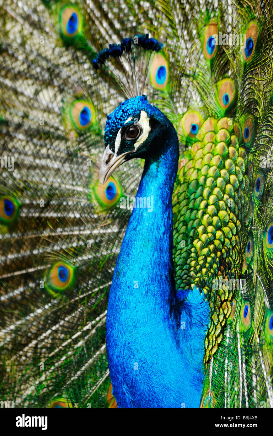 Bel maschio pavone indiano che mostra le sue piume Pavo cristatus Foto Stock