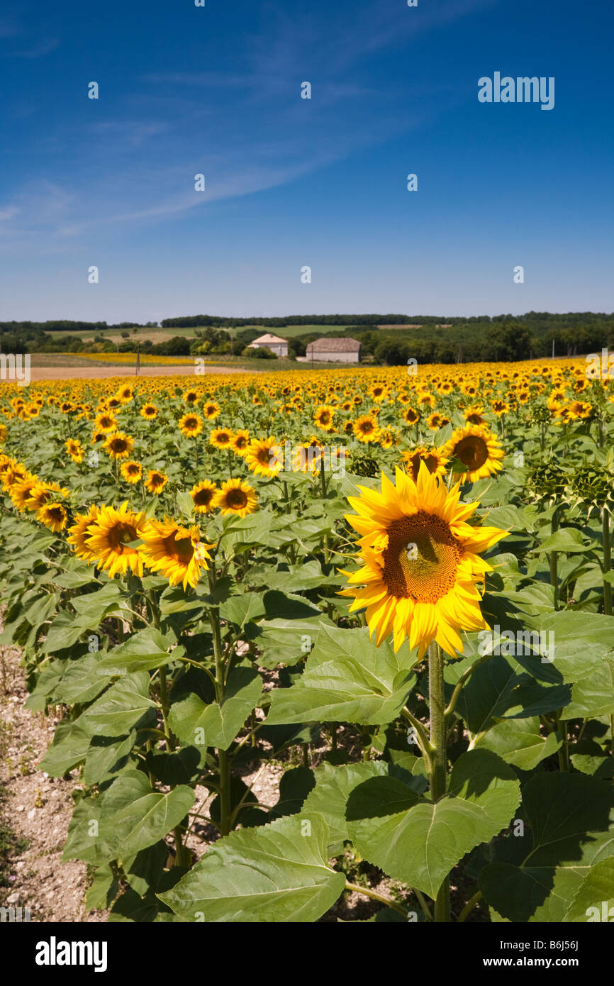 Un campo di girasoli maturi nel sud-ovest della Francia Europa Foto Stock