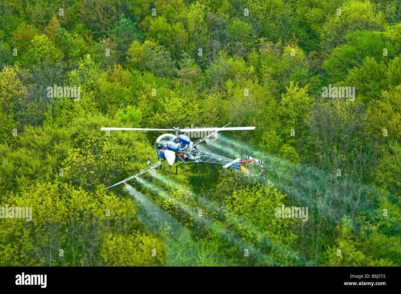 Bassa battenti elicottero SPRAY ANTIPARASSITARIO chimico su tree farm foresta. Foto Stock