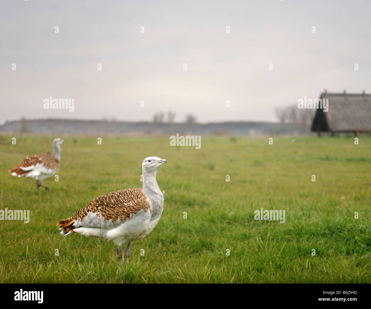 Grande BUSTARD UCCELLI IN UNA RISERVA VICINO DEVAVANYA UNGHERIA Foto Stock