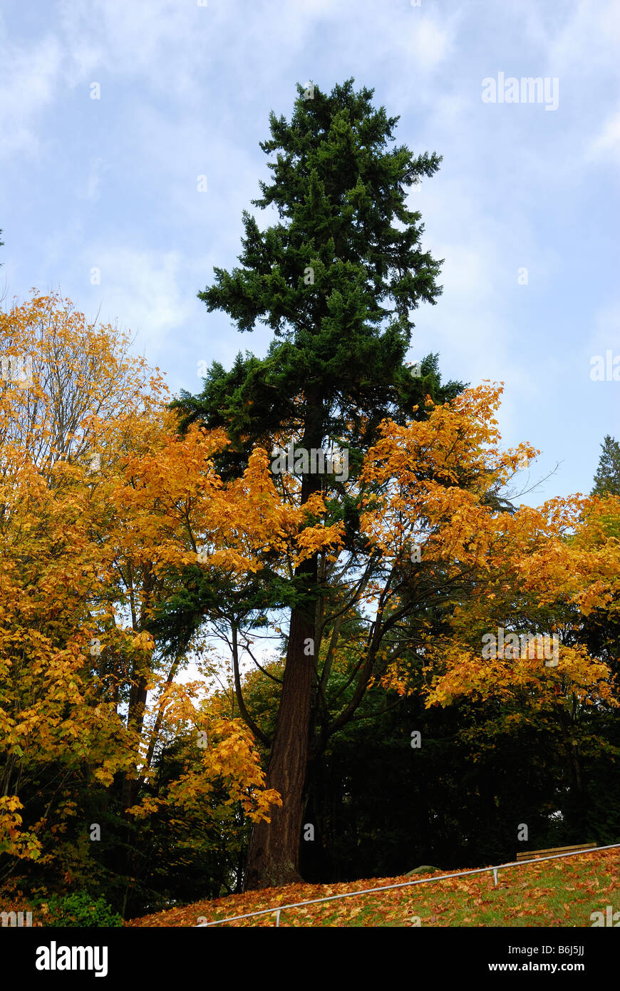 Alberi nel Parco di Stanley durante l'autunno a Vancouver in Canada Foto Stock