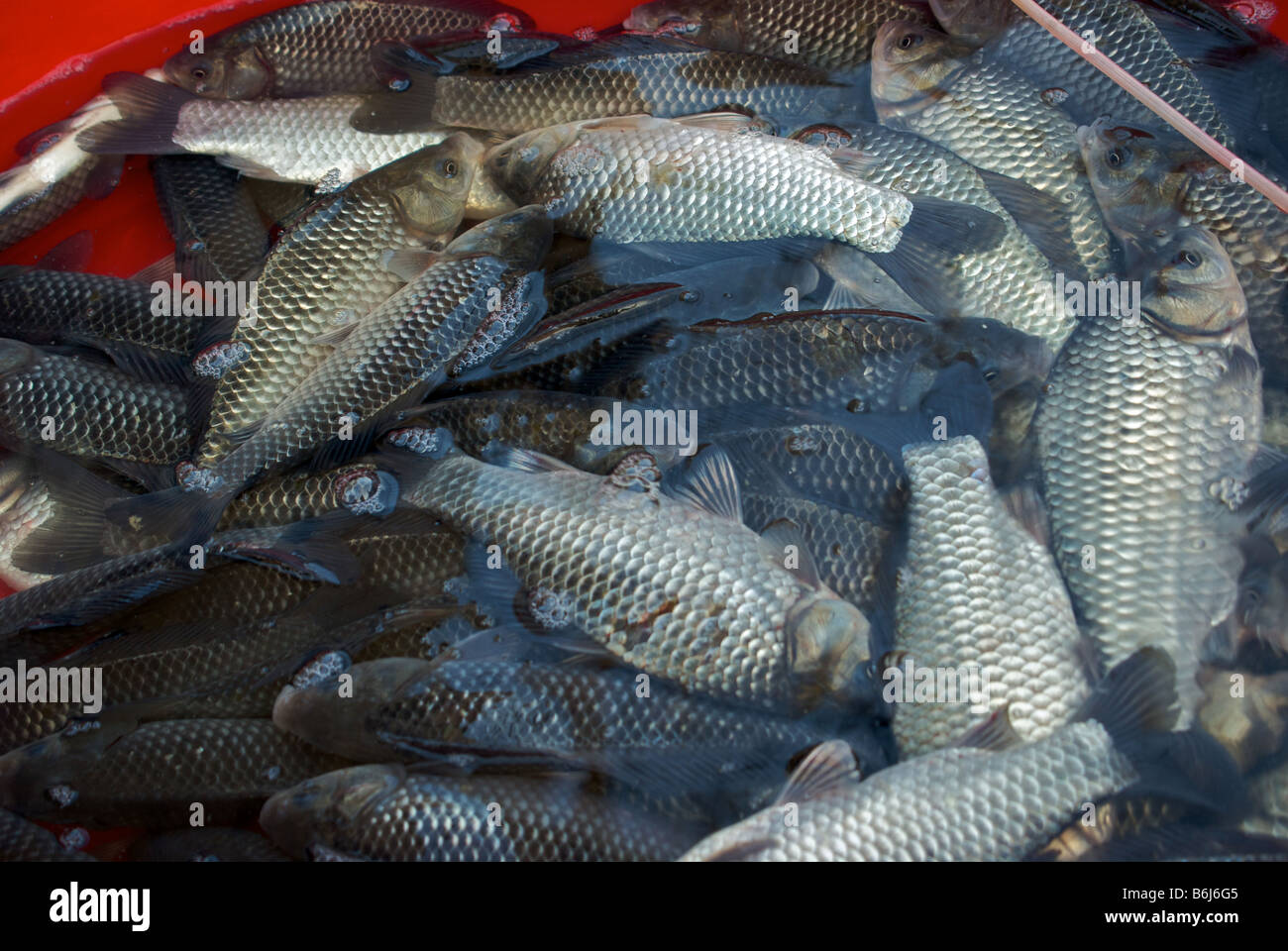 Vivere sul Fiume Yangtze di pesce in vasca di plastica in vendita presso il venditore ambulante stallo in vicolo Foto Stock