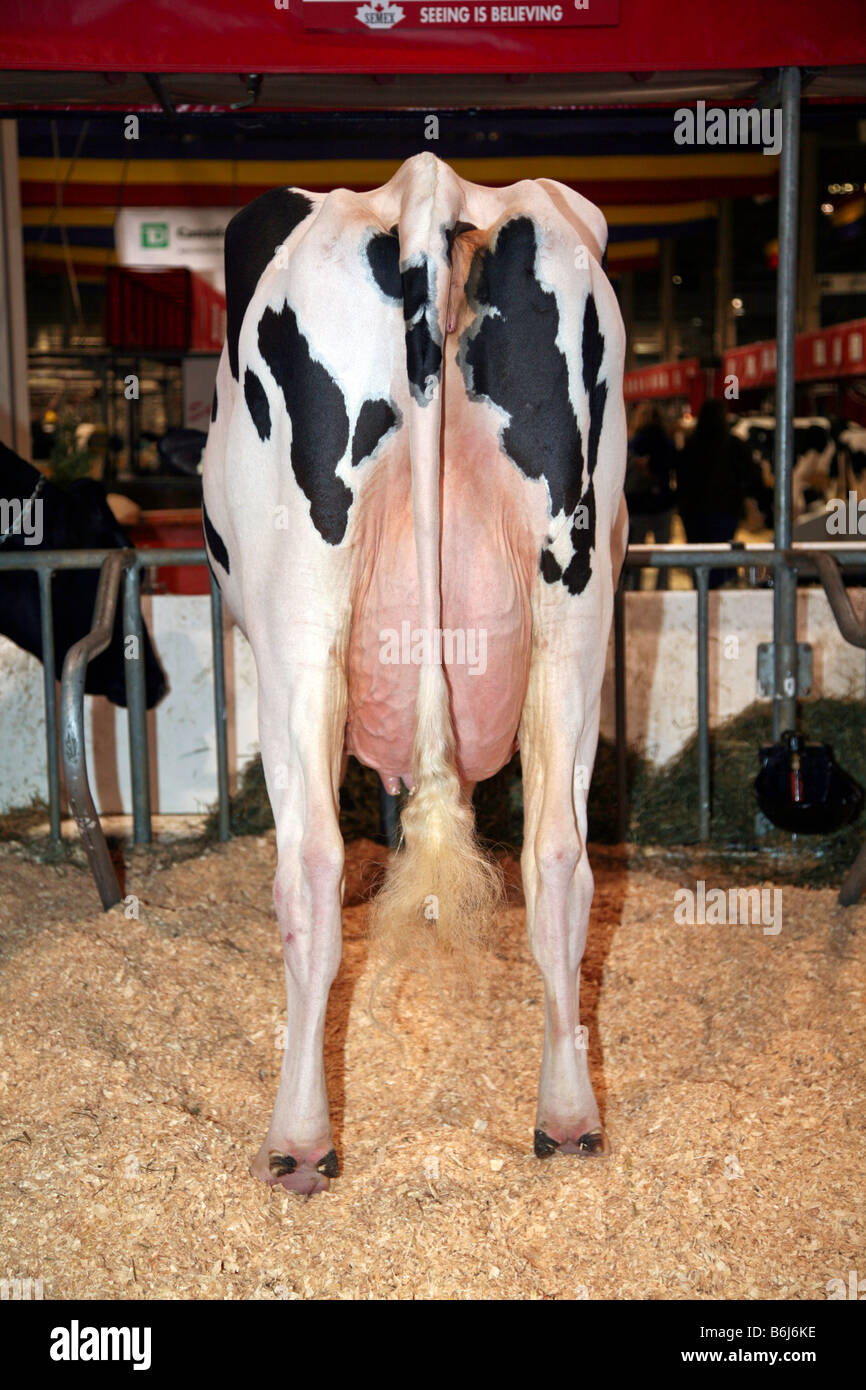 Allevamento di Bestiame con Holstein Vacche da latte nel granaio degli agricoltori Foto Stock