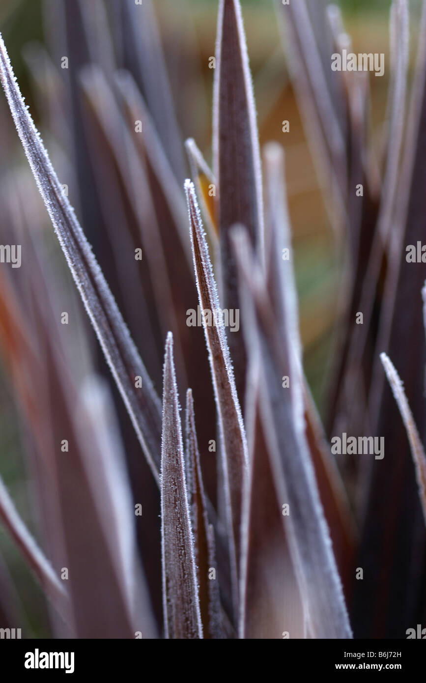 Smerigliato o congelate red star cordyline australis Foto Stock