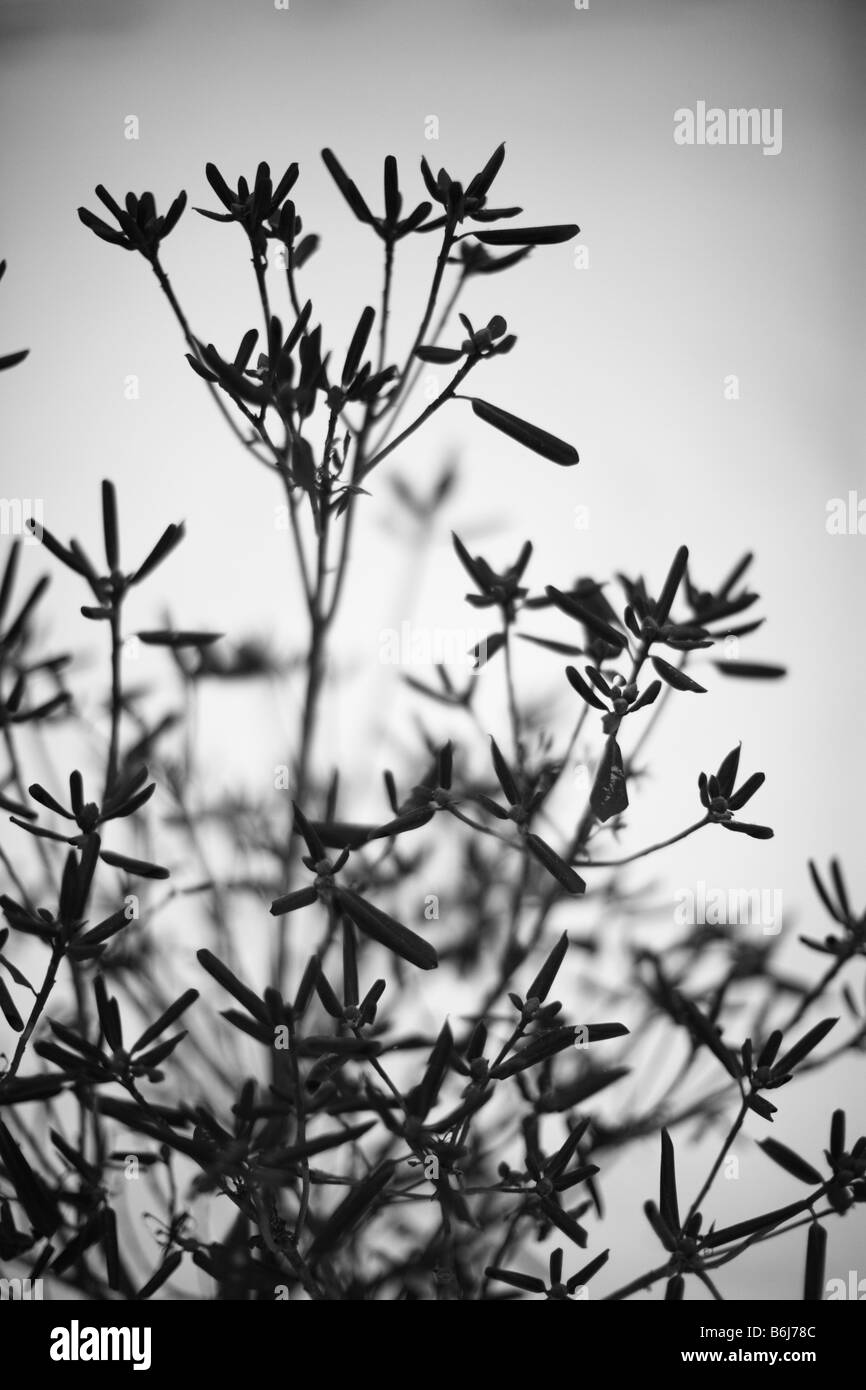 Close up essiccato fino ad arbusto nella neve fuoco selettivo in bianco e nero Foto Stock