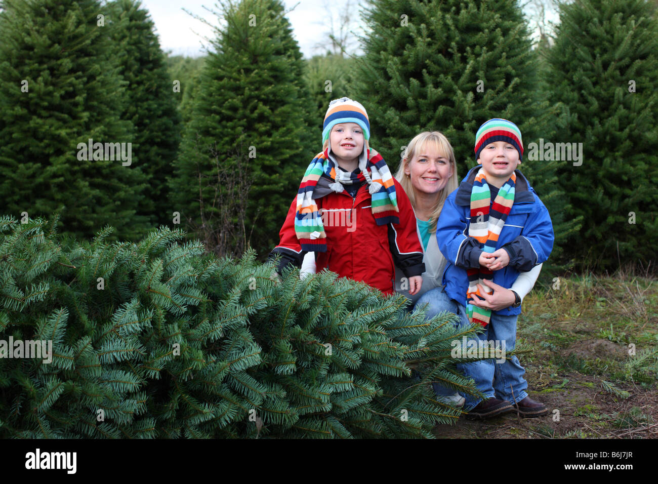 Madre e due giovani ragazzi da tagliare verso il basso albero di Natale Foto Stock