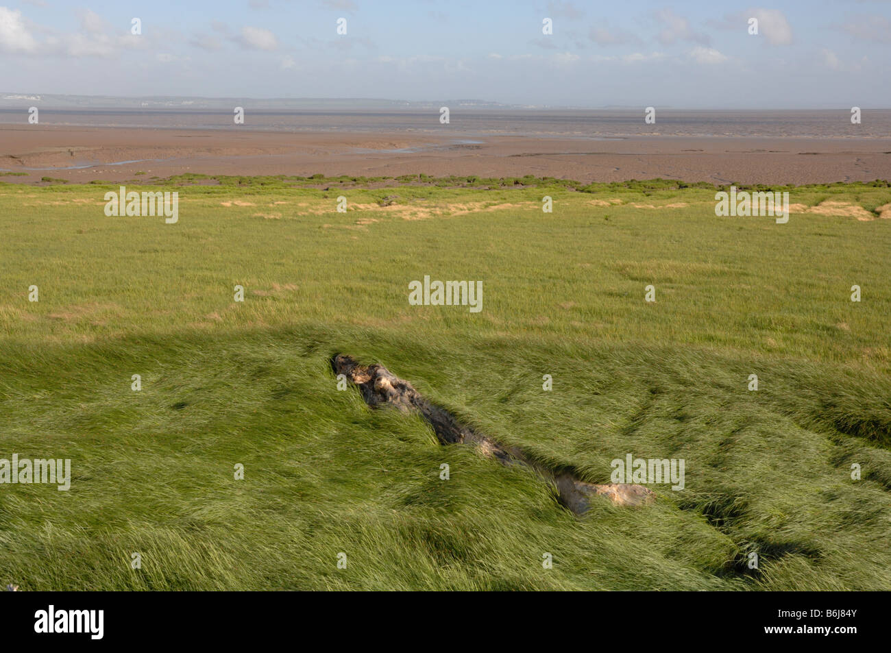 Driftwood albero in festuca rossa erba Festuca rubra saltmarsh Goldcliff Gwent livelli Newport Wales UK Europa Foto Stock