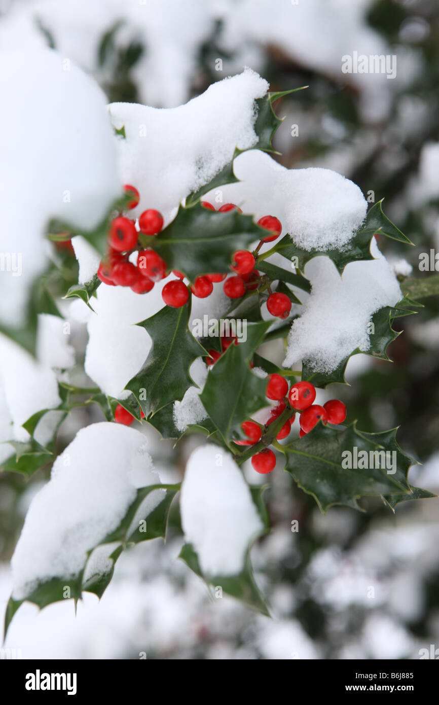Inverno Natale dettaglio coperta di neve holly filiali Foto Stock