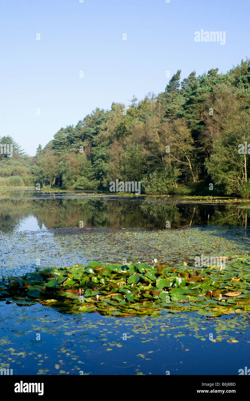 Pysgodlyn mawr lago hensol forest Vale of Glamorgan Galles del Sud Foto Stock