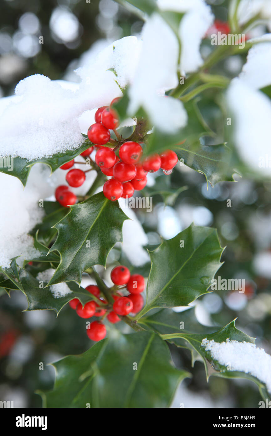 Inverno Natale dettaglio coperta di neve holly filiali Foto Stock