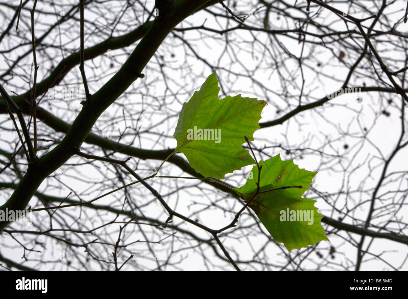 Foglie di un sicomoro Foto Stock