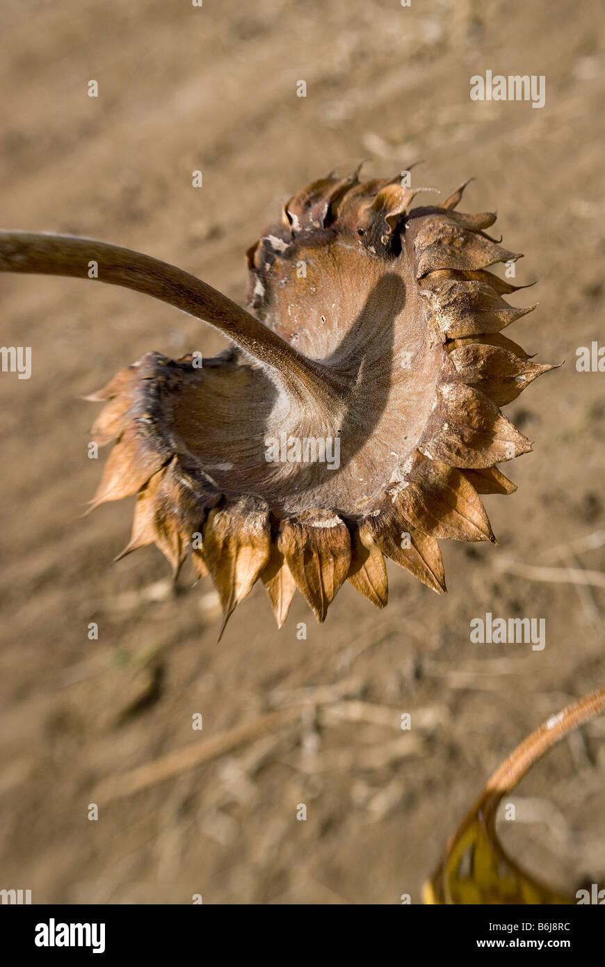 Il calice di un fine stagione coltivati Gigante impianto di semi di girasole, marrone e depressione, i sepali chiaramente sottolineato Foto Stock