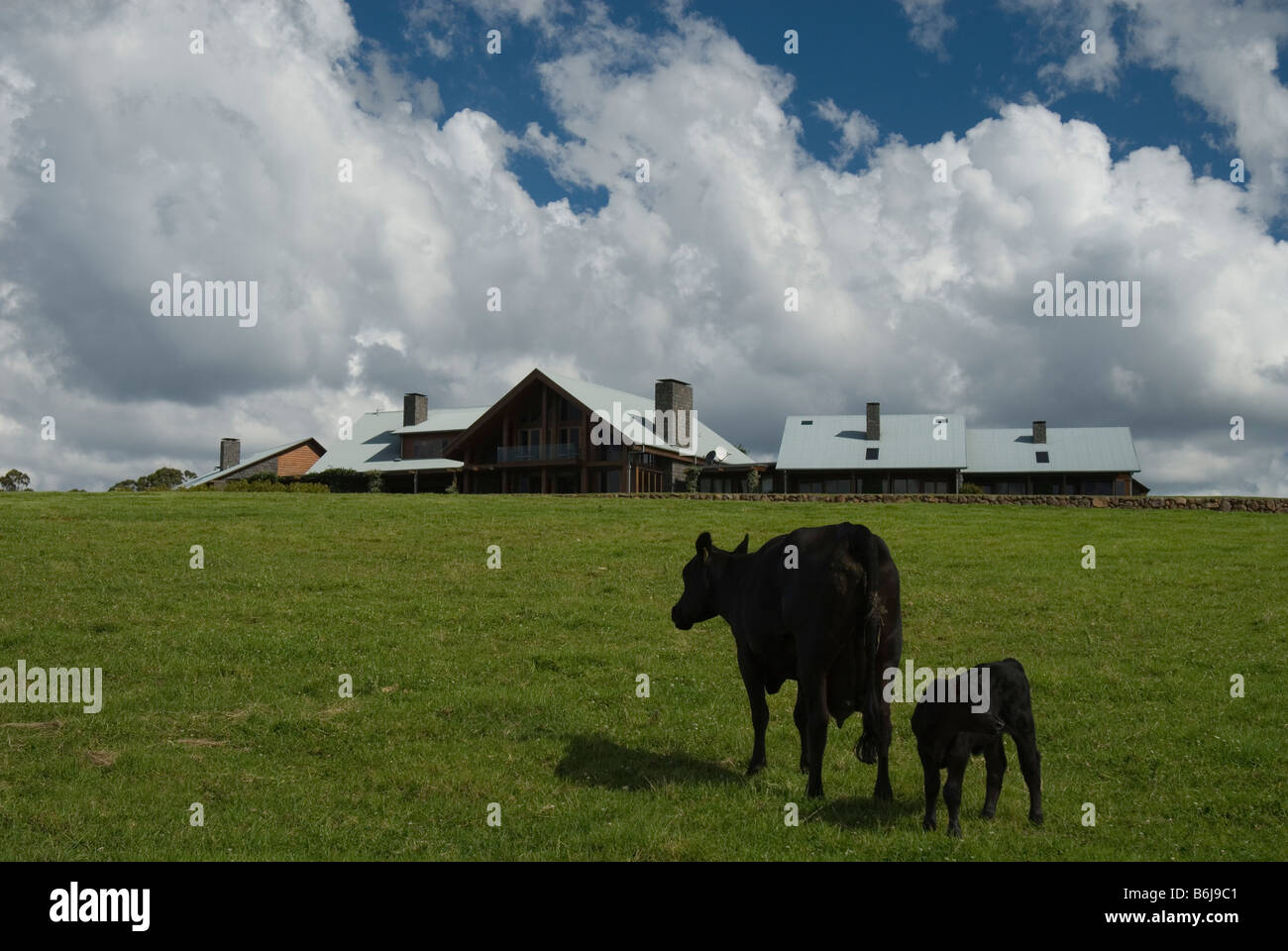 Il Black Angus di mucca e di pascolo di vitello , Queensland, Australia Foto Stock