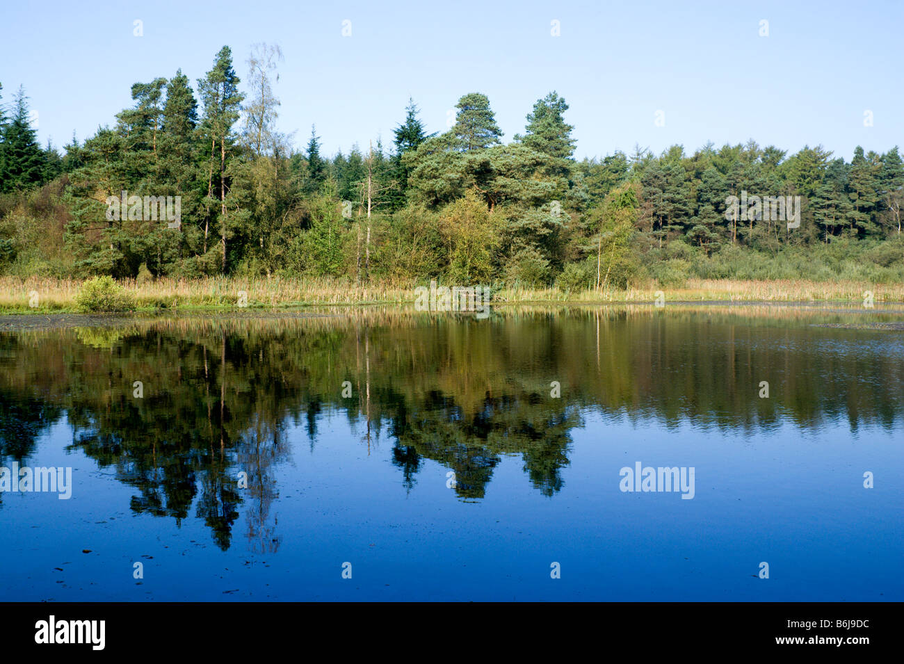 Pysgodlyn mawr lago hensol forest Vale of Glamorgan Galles del Sud Foto Stock