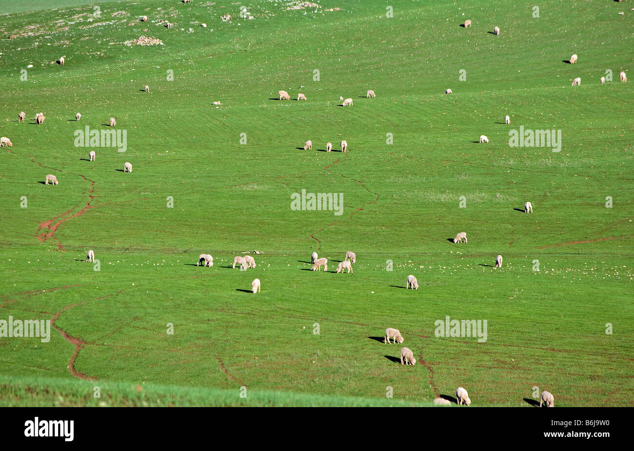 Grande immagine di ovini in campo Foto Stock