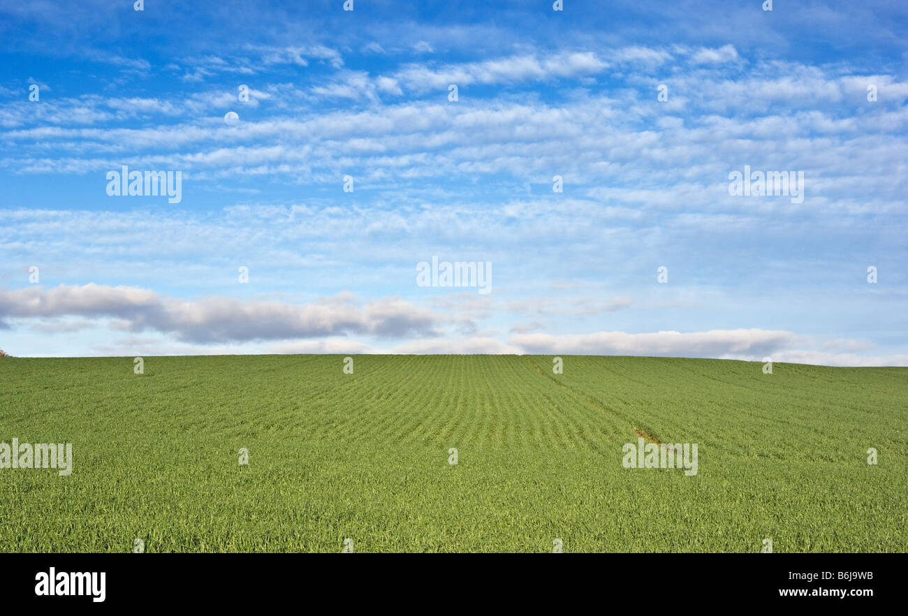 Grande immagine di un verde campo di grano e cielo blu Foto Stock