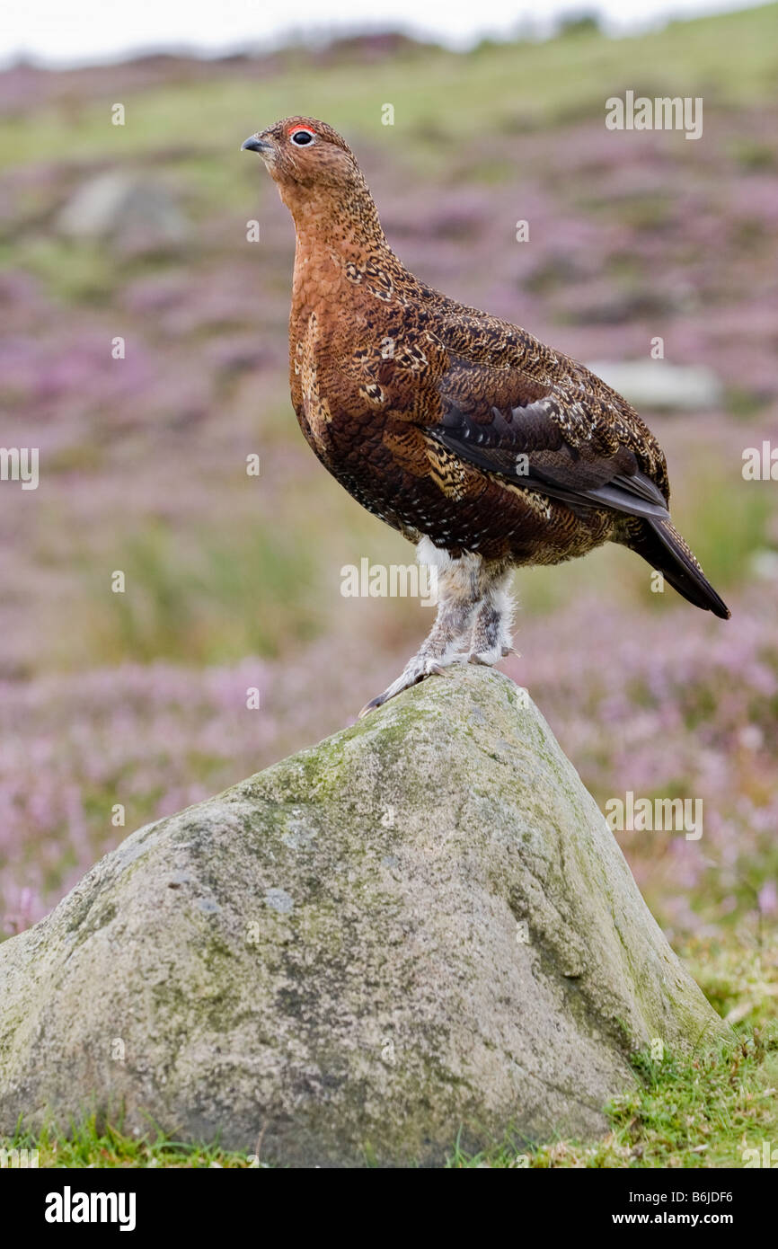 Red Grouse Lagopus lagopus (tetraonidi) Foto Stock
