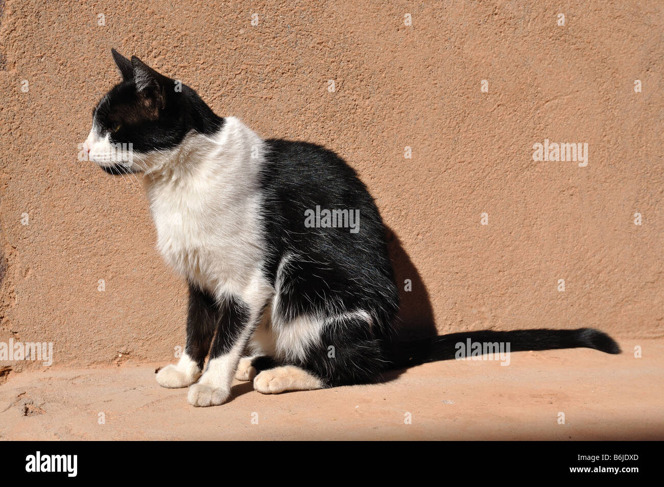 Cute cat in un villaggio del Marocco Foto Stock