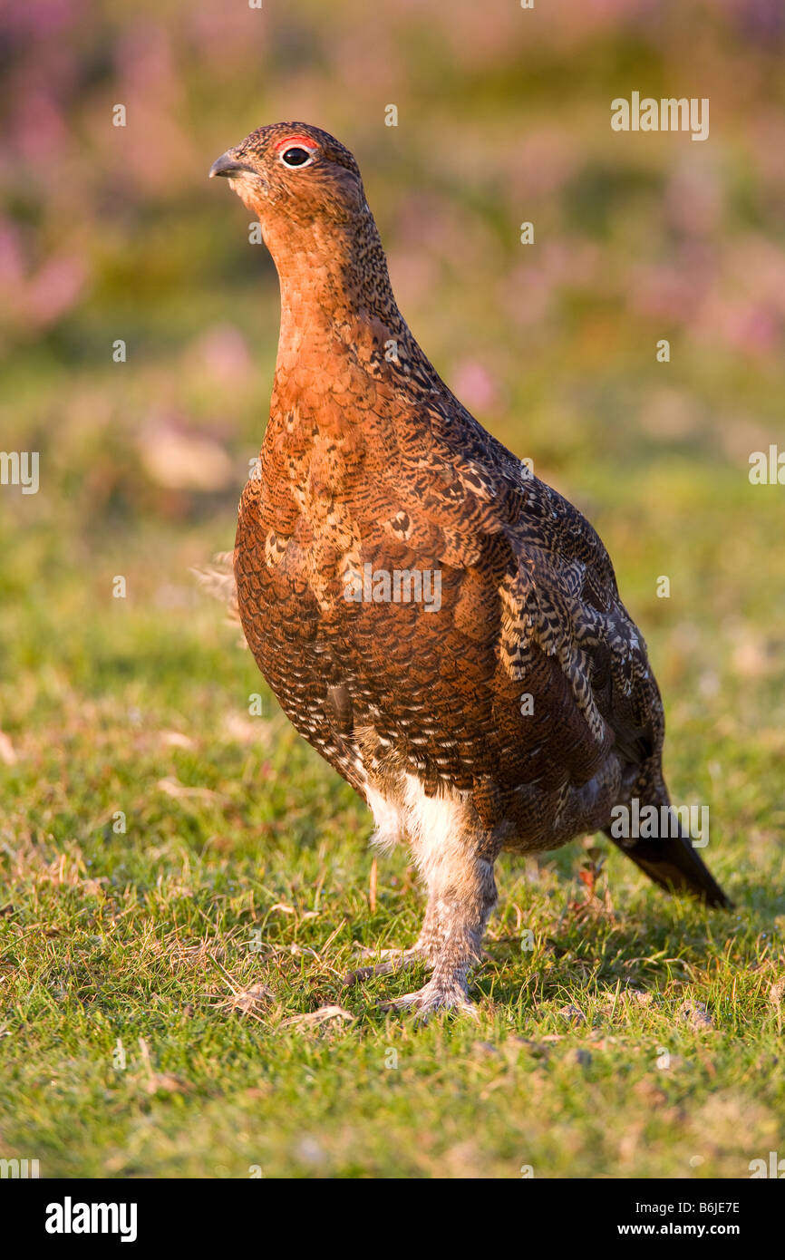 Red Grouse Lagopus lagopus (tetraonidi) Foto Stock