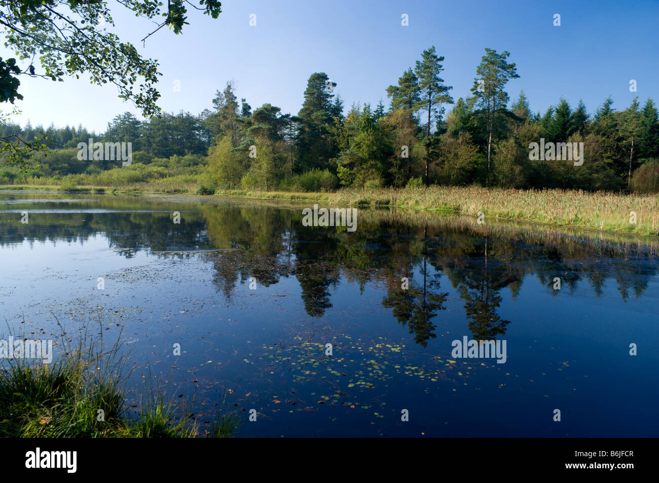 Pysgodlyn mawr lago hensol forest Vale of Glamorgan s GALLES Foto Stock