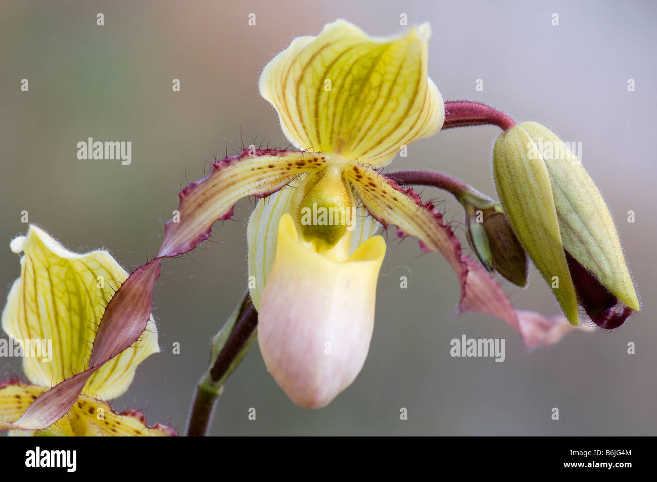 In prossimità di un fiore di orchidea Foto Stock