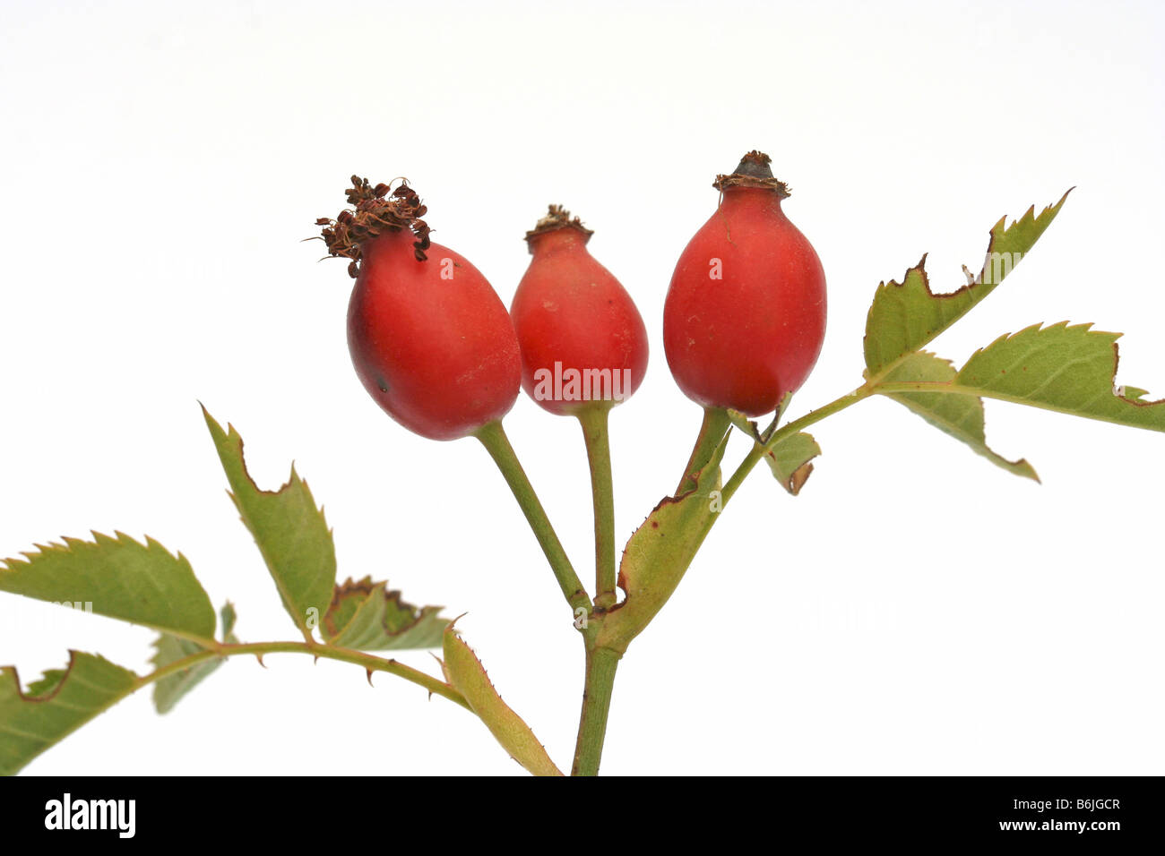 Cane rosa canina Rosa canina Foto Stock