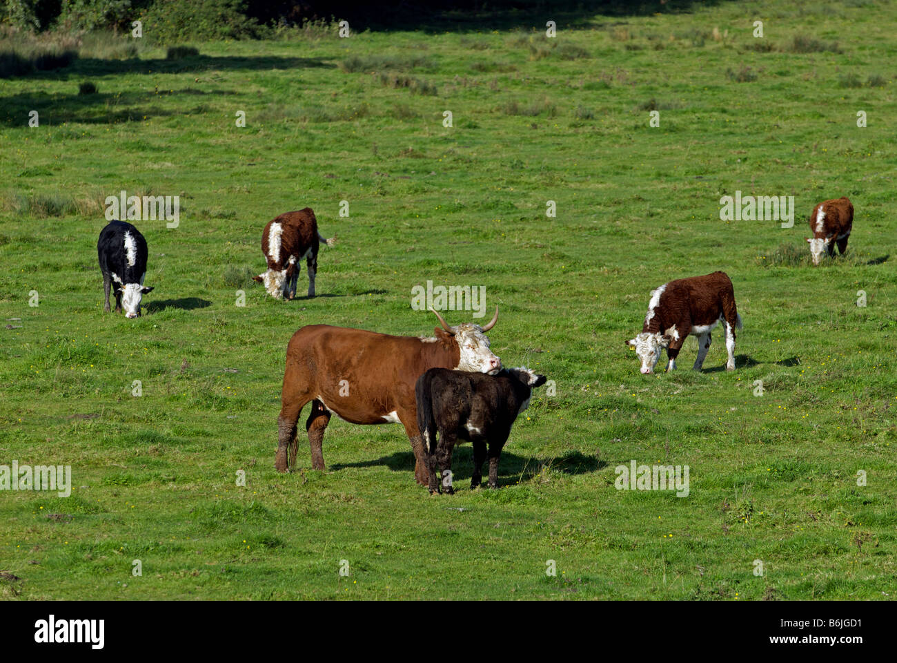 Bestiame bovino di caseificio, Woodbridge, Suffolk, Regno Unito. Foto Stock