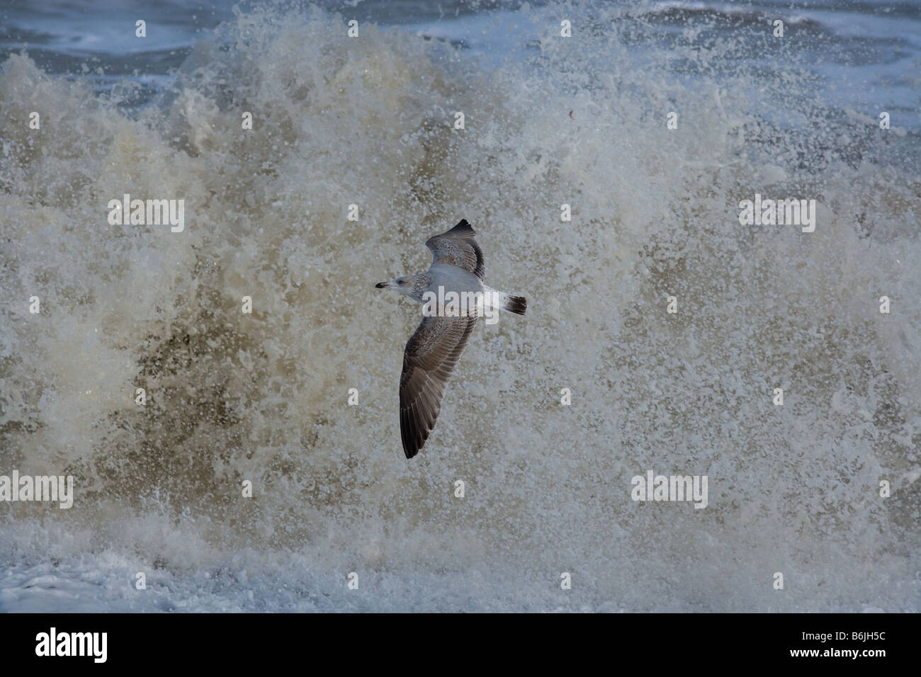 Gabbiani di aringa Larus argentatus che si nuce in un mare accidentato sulla costa norfolk Foto Stock