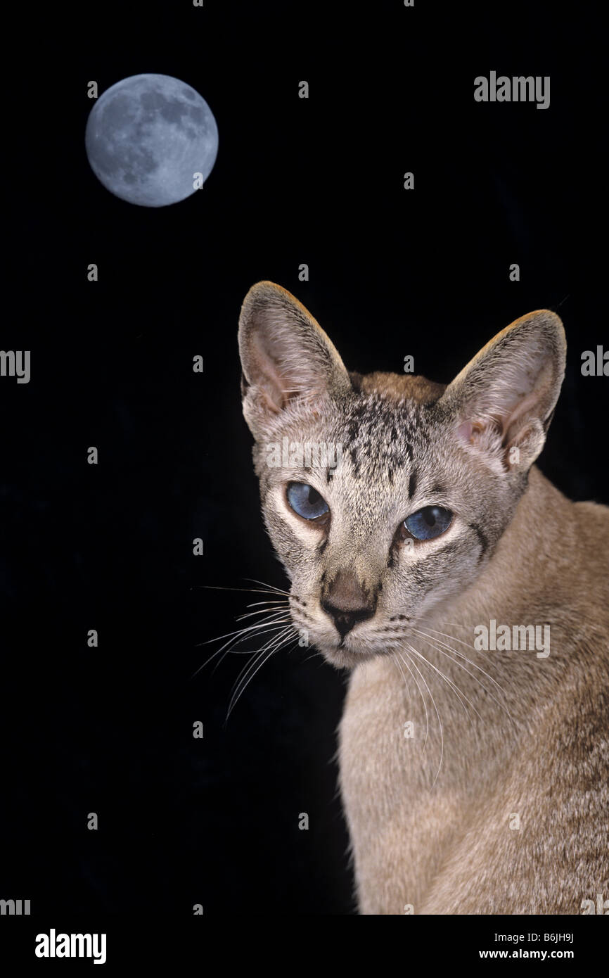 Punto di argento gatto siamese gatto Foto Stock