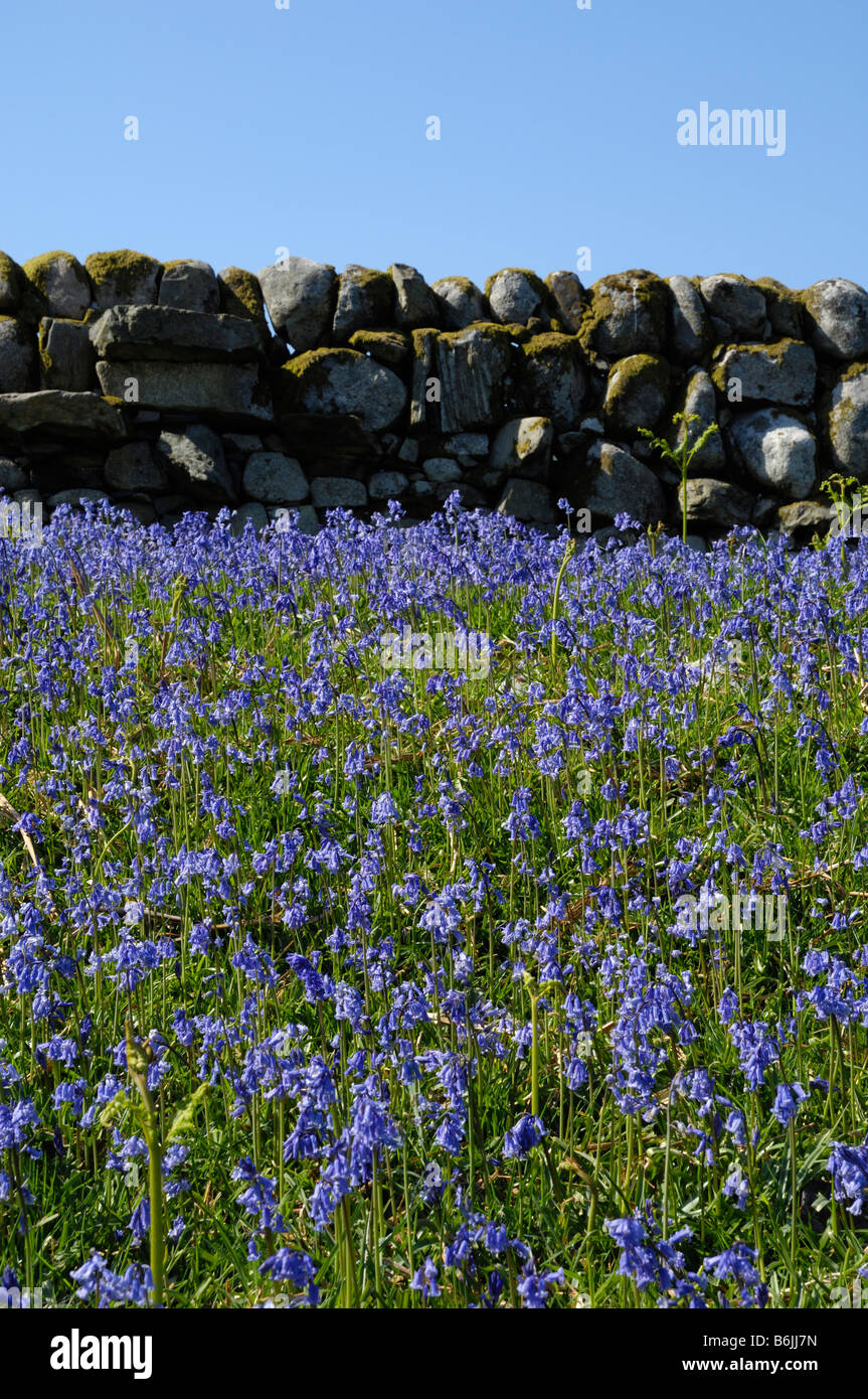 Bluebells lungo la parete di stalattite Foto Stock