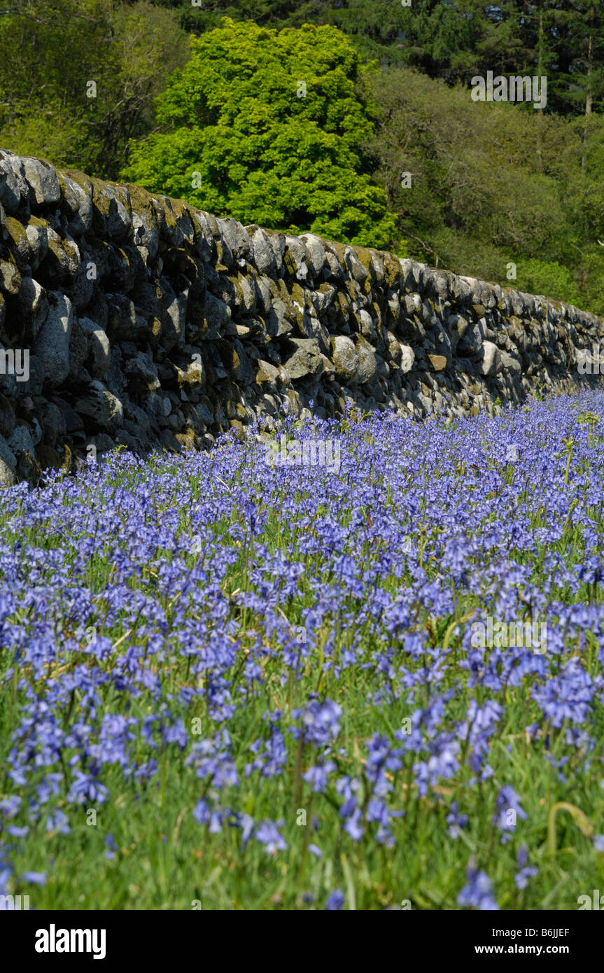 Bluebells lungo la parete di stalattite Foto Stock