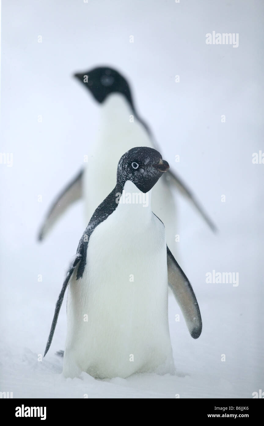 Arctowski Station durante una molla tempesta di neve. Proprio accanto ad una numerosa colonia di pinguini Adelie, Antartide Pennisula Foto Stock