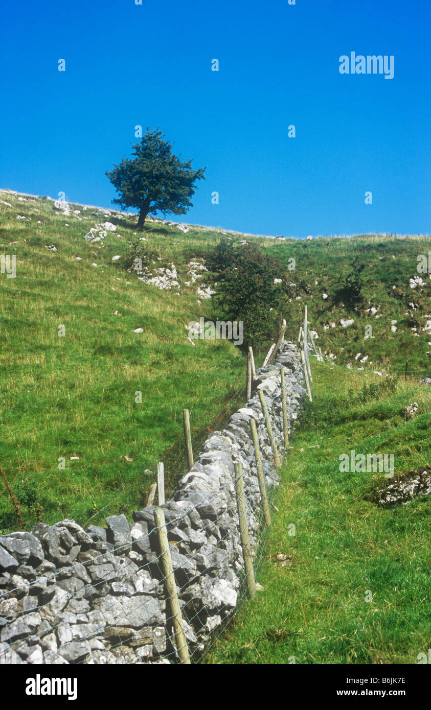 Parete stalattite protetti da pecora recingendo correndo verso affioramento di calcari con erba biancospino e cielo blu Foto Stock
