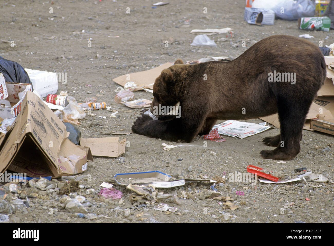 Orso grizzly (Ursus arctos horribilis), che assorbe per adulti su una discarica di rifiuti Foto Stock