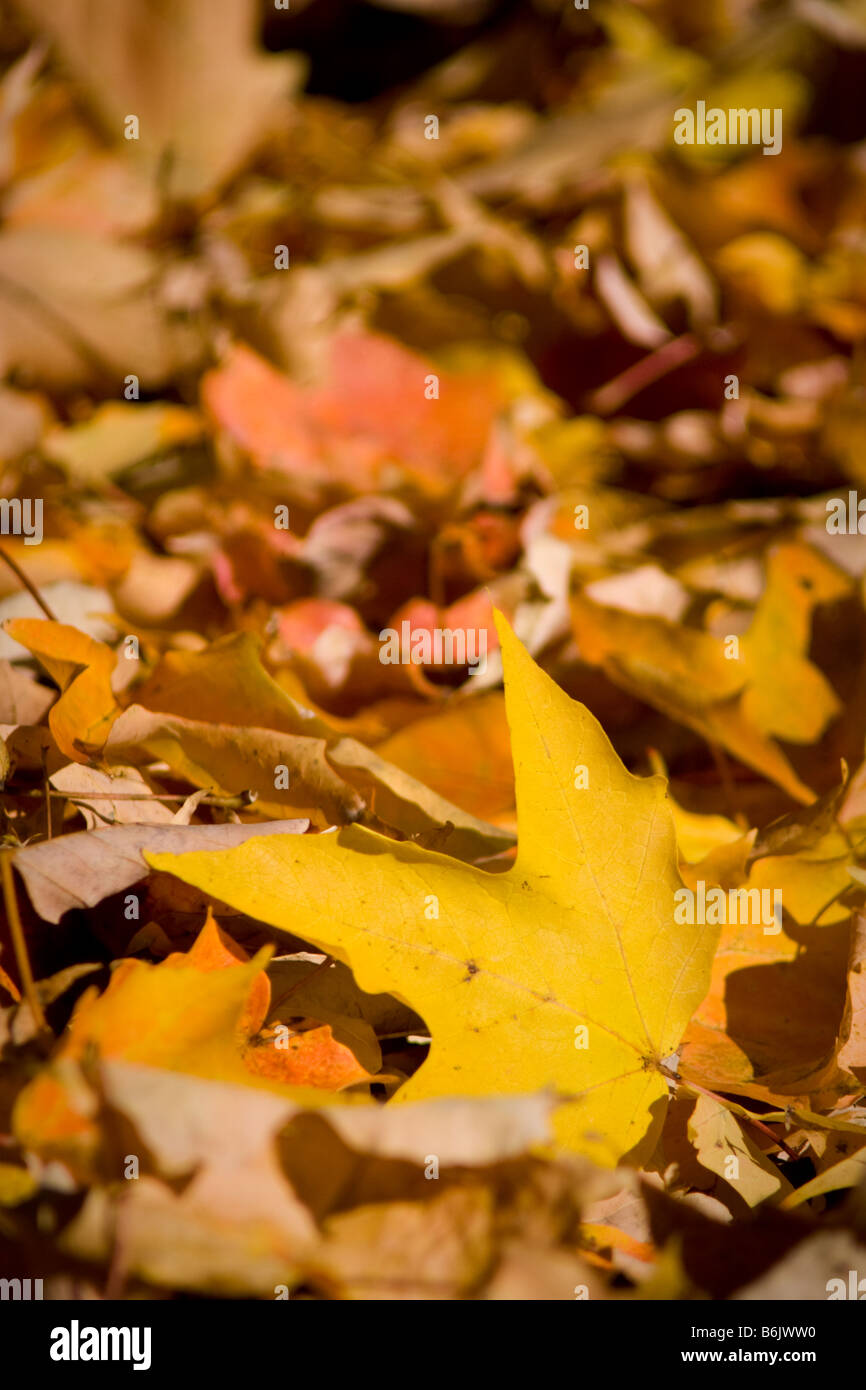 Giallo maple leaf giacente su una coperta di foglie di altri. Foto Stock